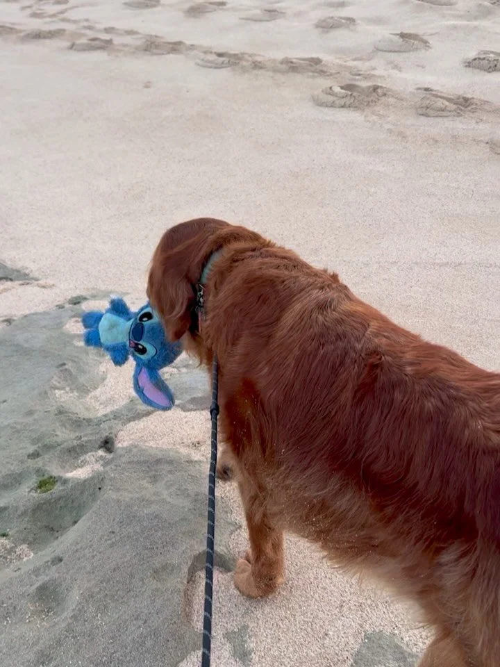 It&rsquo;s been one of those weeks that feels heavy in all the ways&hellip; layered with challenges and feeling a little hard to carry.
And then today was one of those days that fills the cracks in your heart with sunshine and love. 
A beautiful sunr