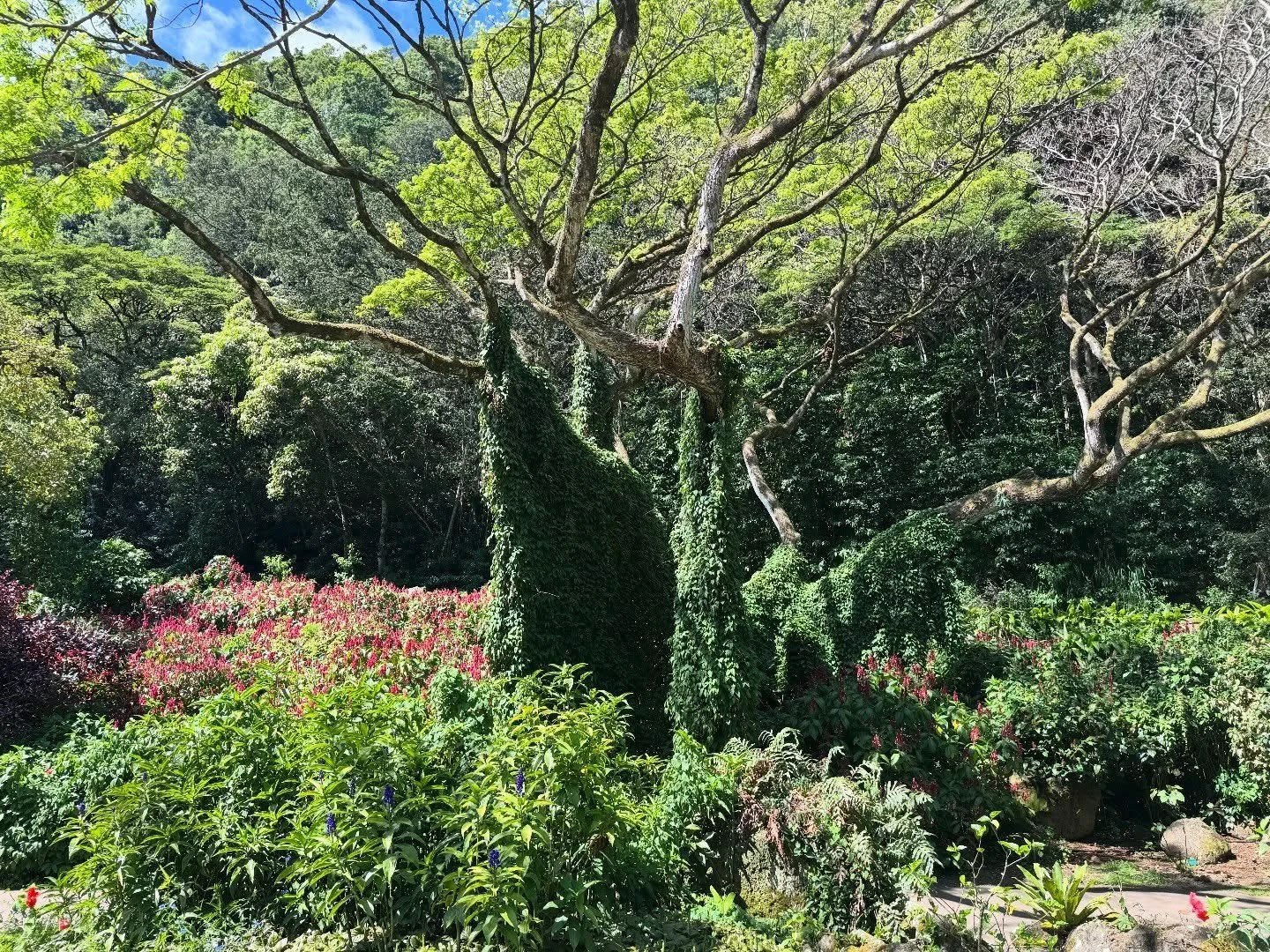 What a beautiful way to meet this day.
Earth Day felt less like something to celebrate and more like something to remember&hellip; to return to.
This morning, I was able to share one of my favorite places on the island with Bonnie. Here surrounded by