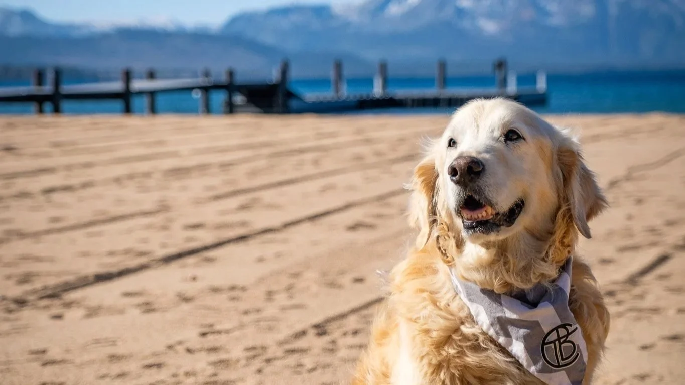 In Loving Memory of Jasper