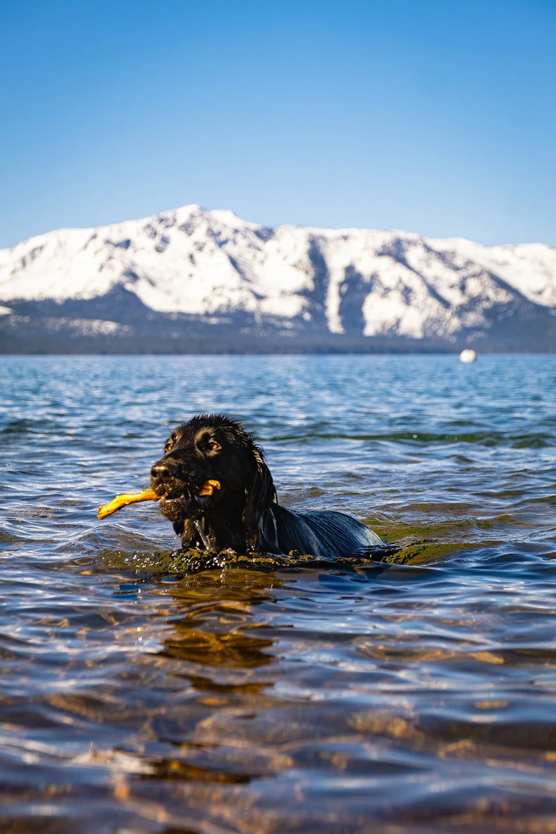 TBC_Photo_Lake Beach_20250417_Dog_Whistler_YappyHour_Yearround_edited_TBC_20250325_0850_web.jpg