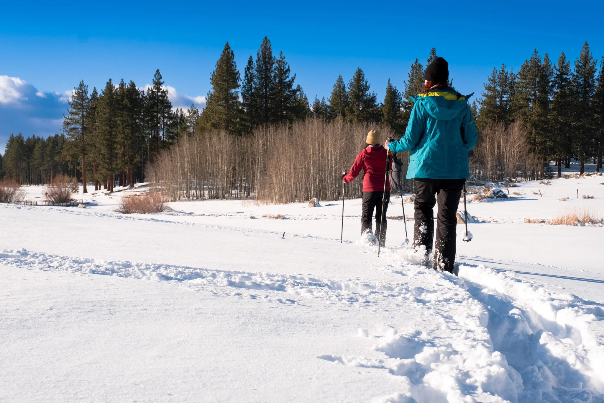 females-snowshoeing-rabe-meadows-with-trees-in-foreground.jpg