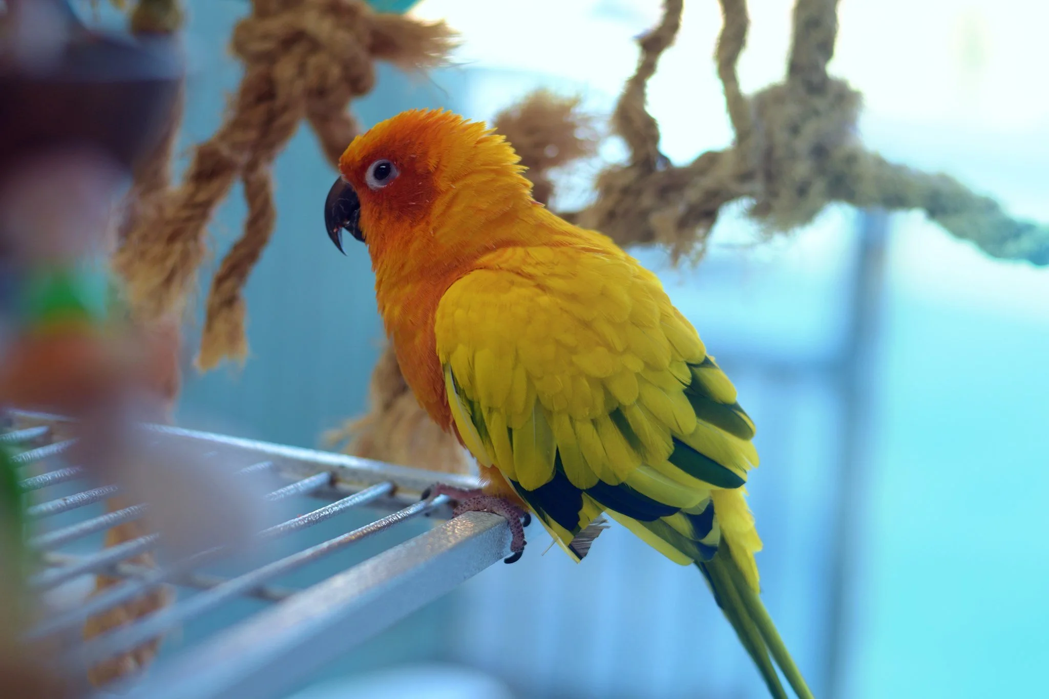 Rensselaer Bird Center