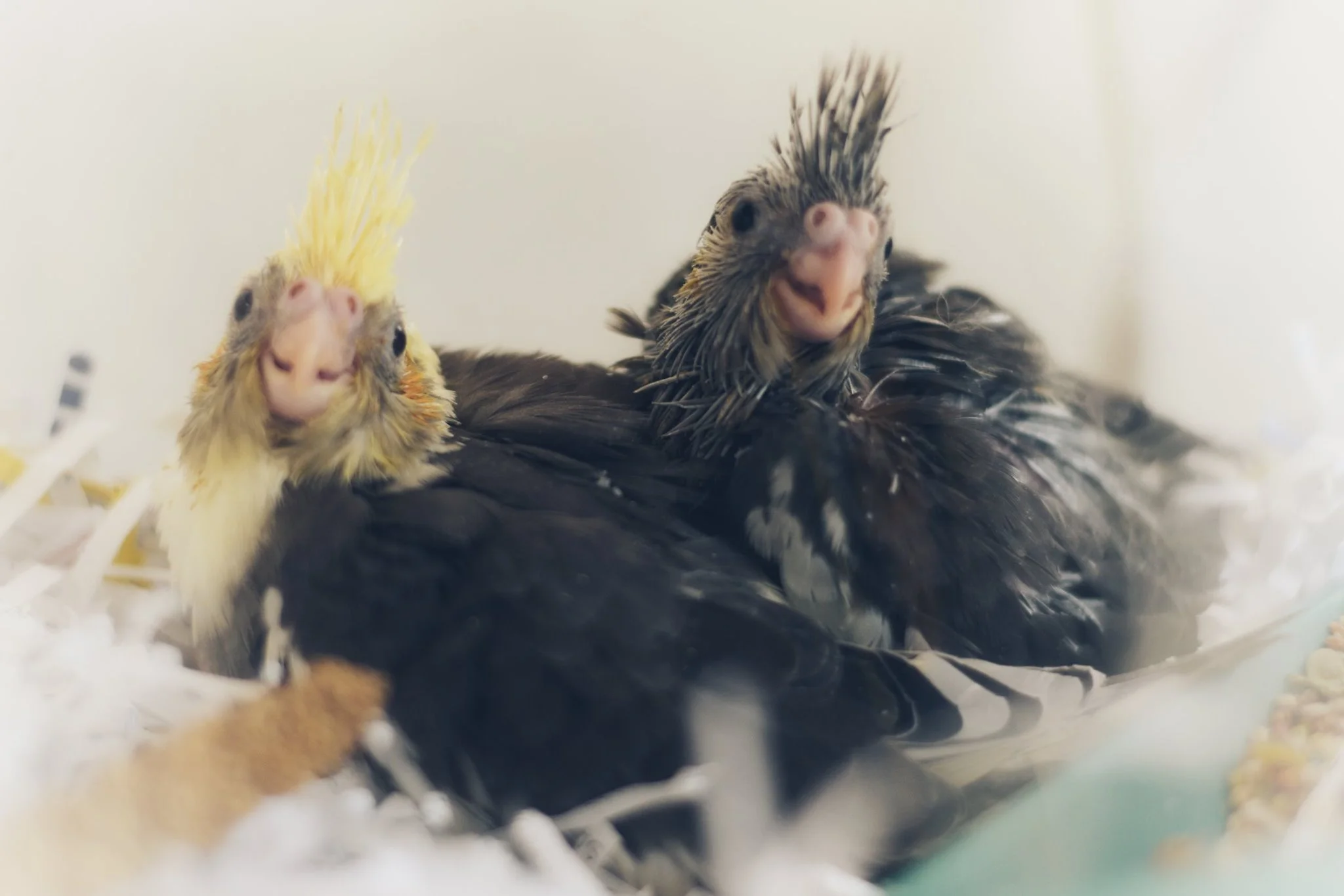 Availability — Rensselaer Bird Center