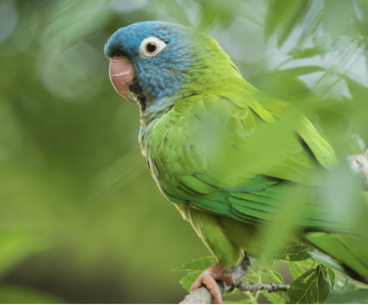 blue-crowned
