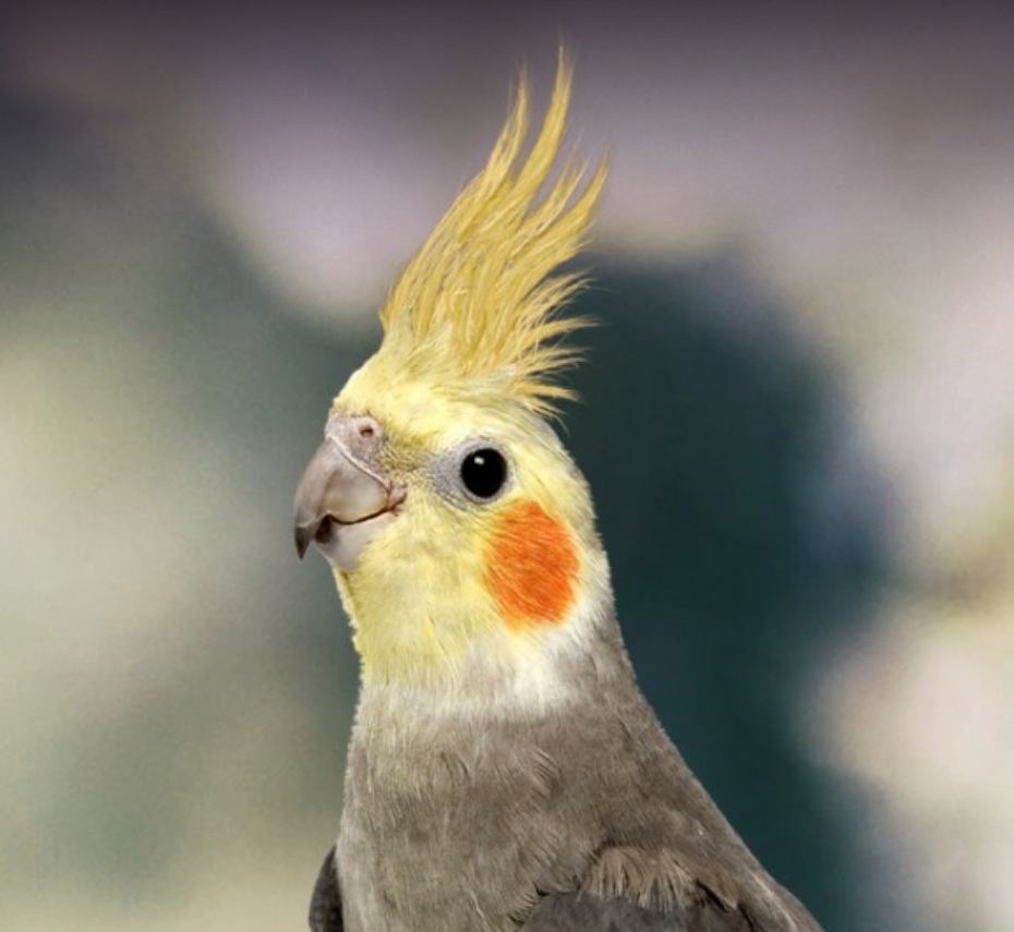 tiel