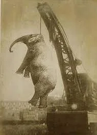 I'm so sorry, I hate this with my entire soul. Poor 'Murderous' Mary the Elephant 
