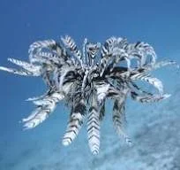 Feather star