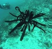 Feather star