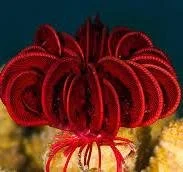 Feather star