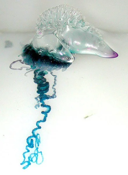 440px-Portuguese_Man-O-War_(Physalia_physalis).jpg
