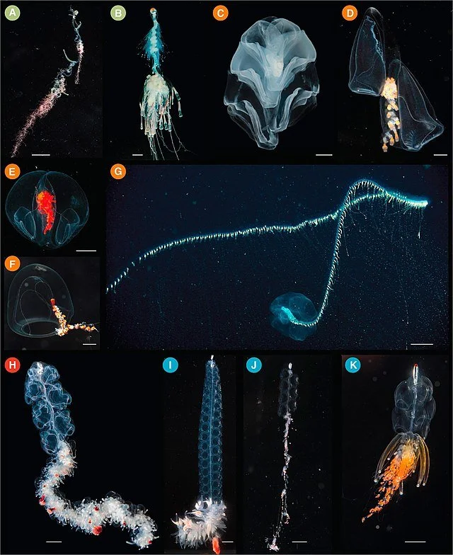 Photographs_of_living_siphonophores.jpg