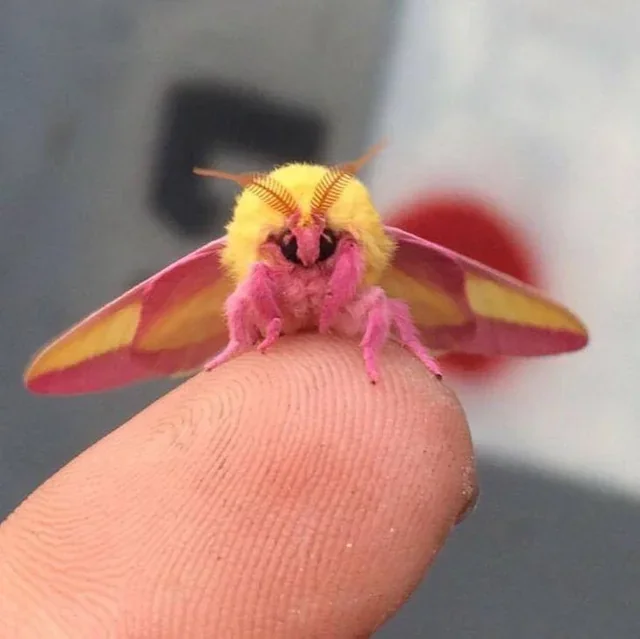 dryocampa-rubicunda-the-rosy-maple-moth-is-a-small-north-v0-uy8wfp0xxh3a1.jpg.webp