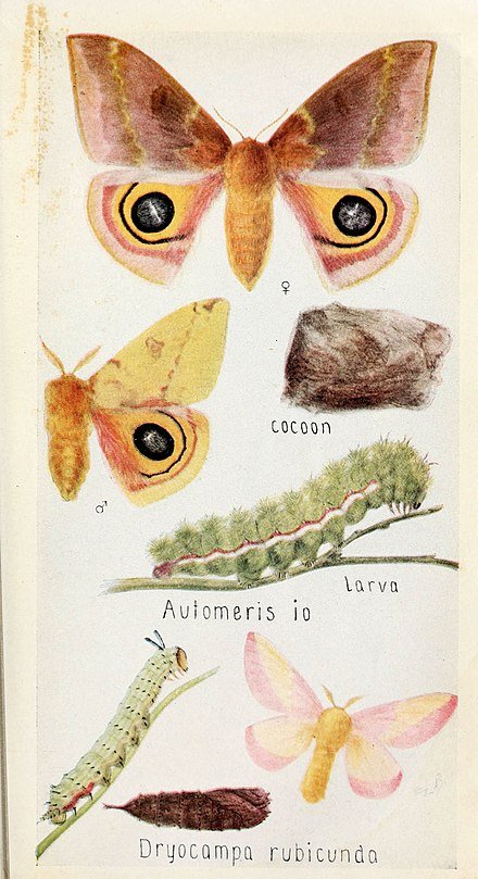 Field_book_of_insects_(6244369090).jpg