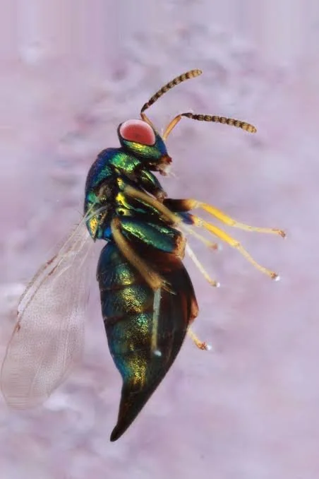 Crypt-keeper wasp
