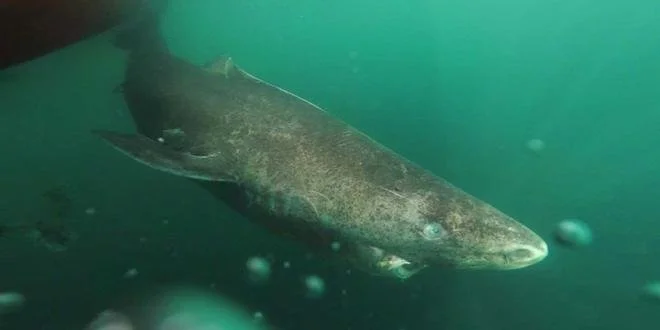 Greenland Shark