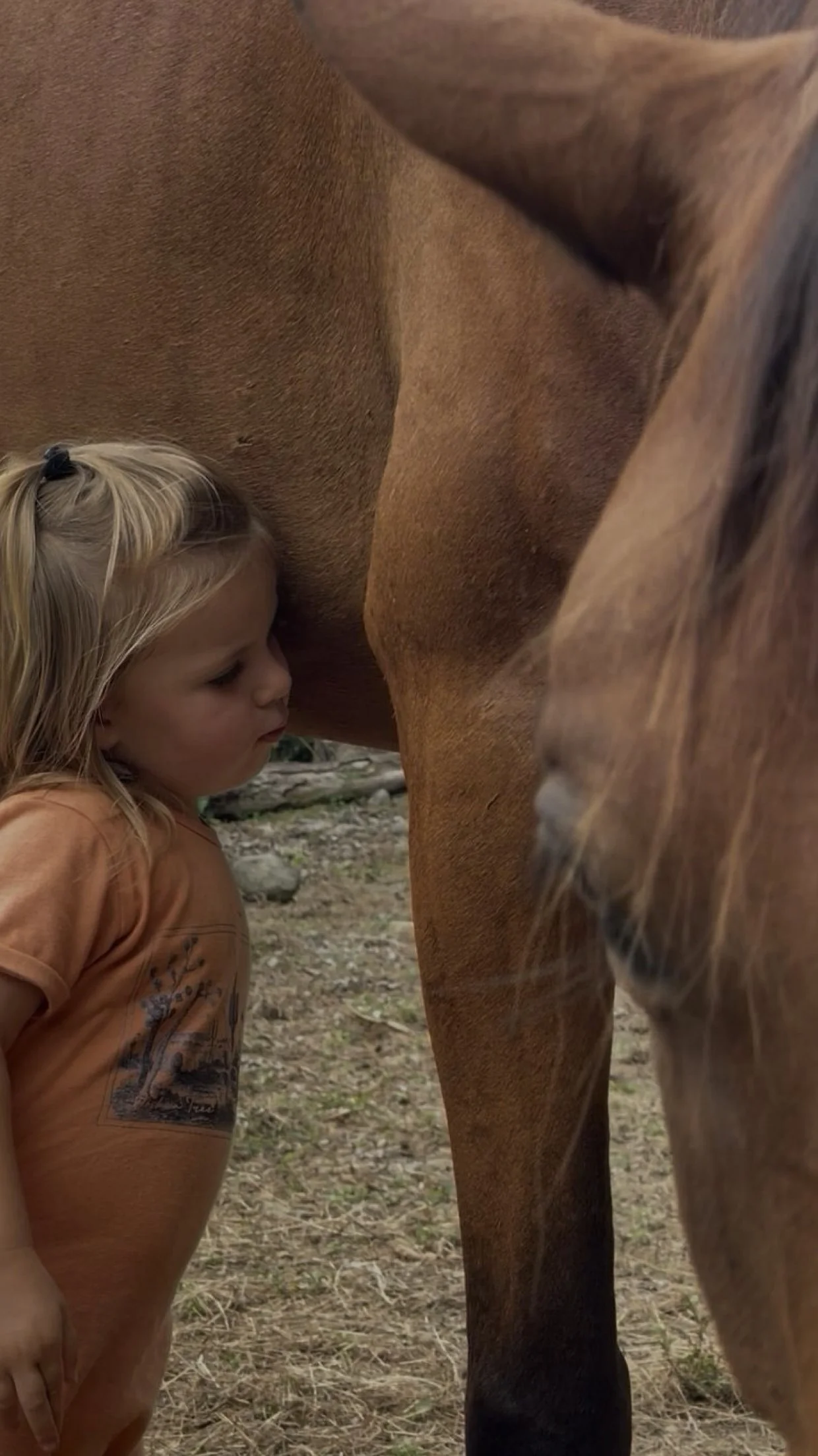 Young girl with long blonde hair standing beside a large brown horse, listening to its stomach. The girl appears focused and curious.