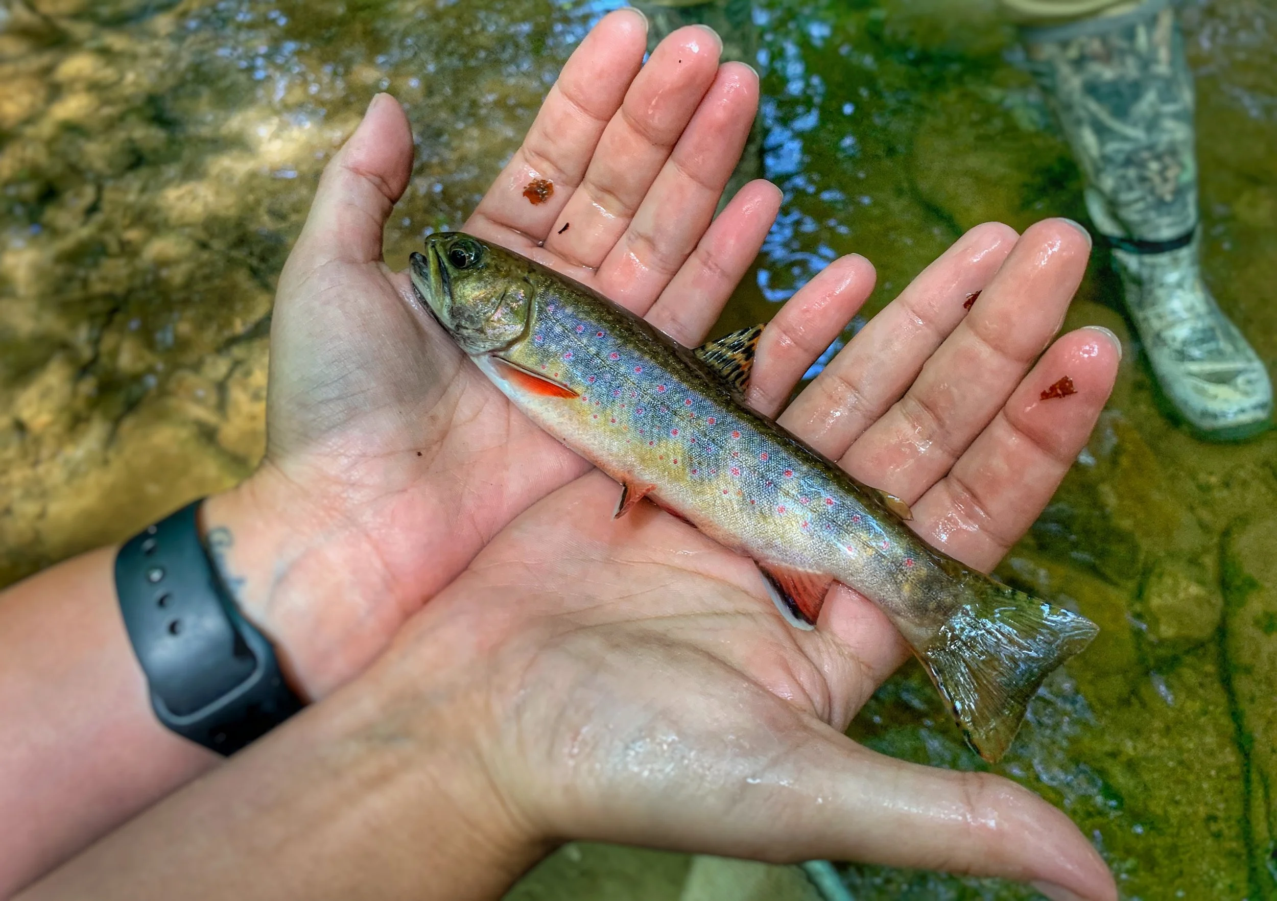 Fish Surveys — Decota Consulting Company, Inc.