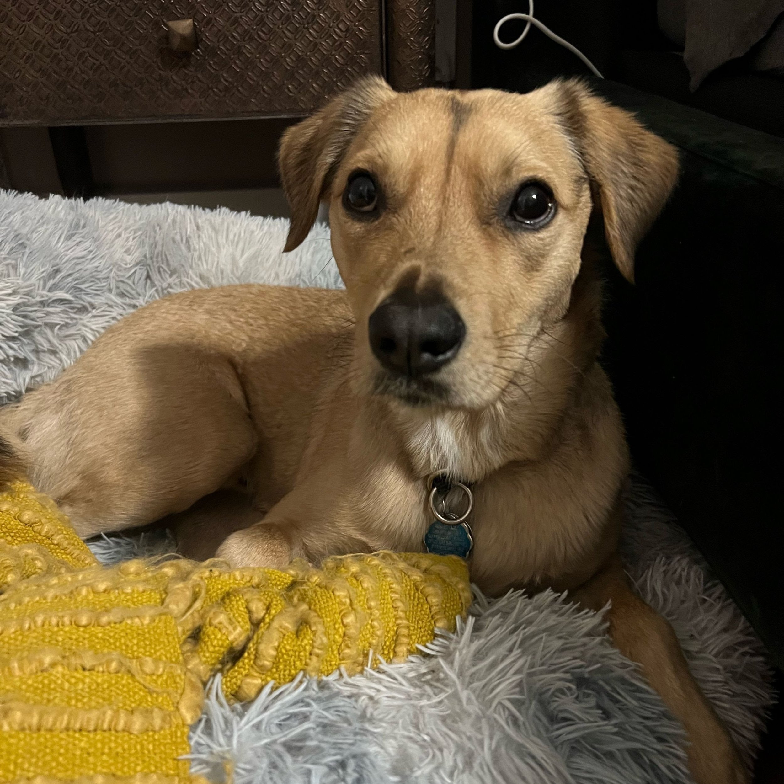 Pet of the Month: Meet Bruce!