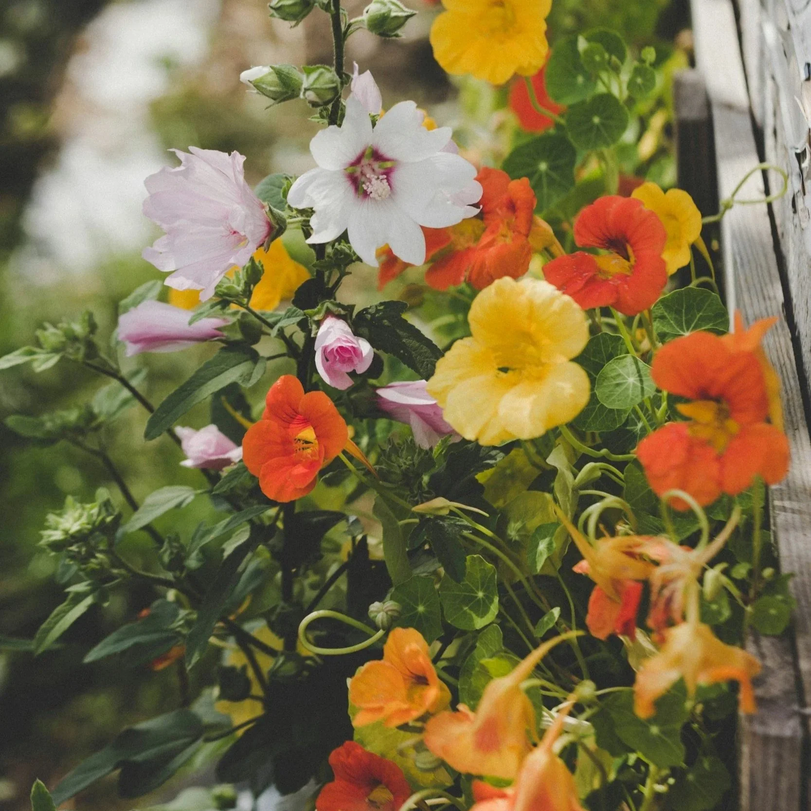Garden / Plant Swap