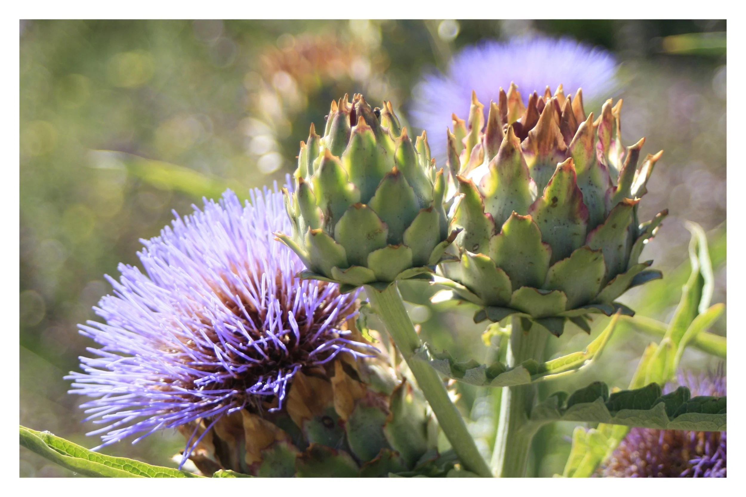 the gardens @ lake merritt - OAKLAND, CA - 2019