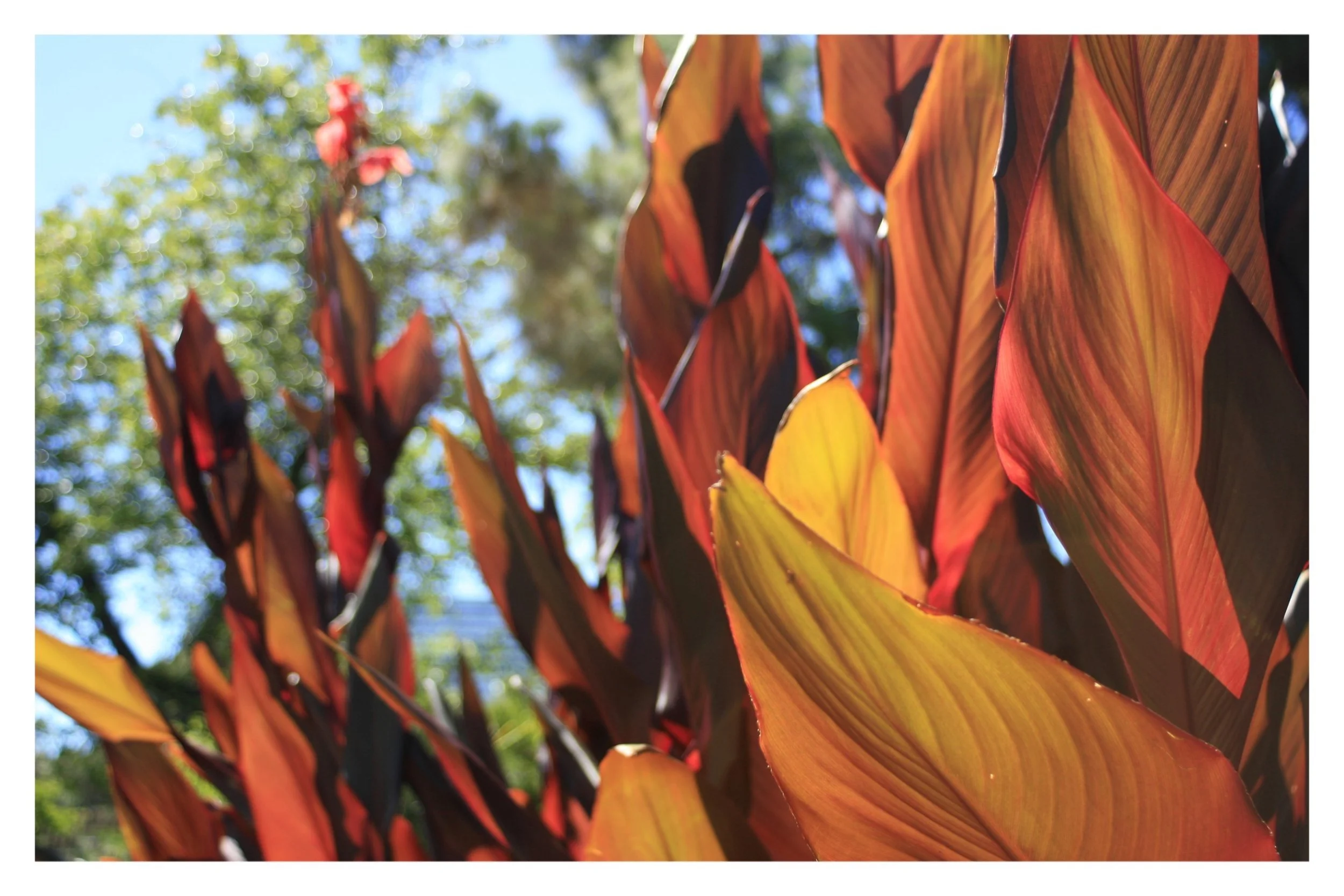 the gardens @ lake merritt - OAKLAND, CA - 2019