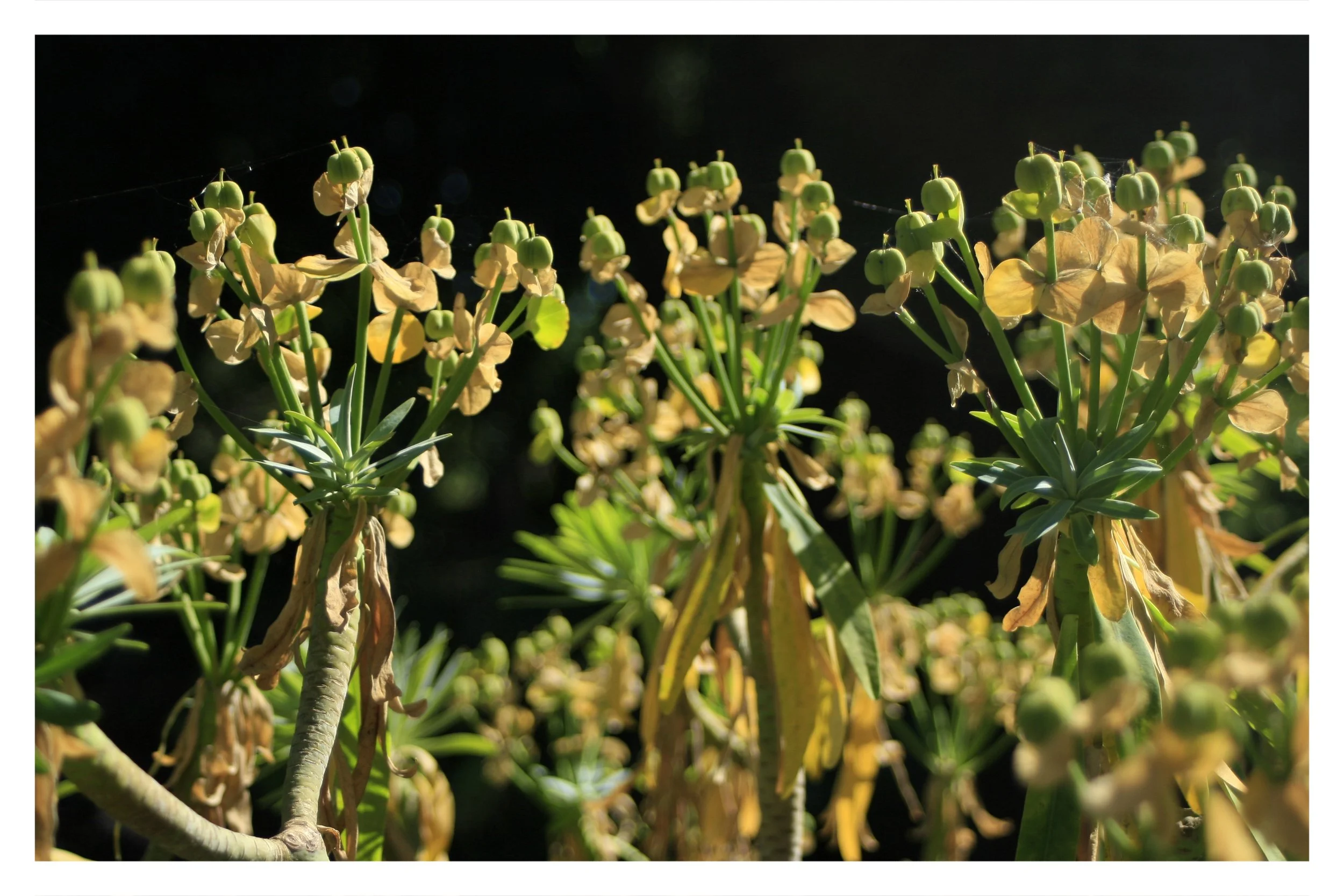 the gardens @ lake merritt - OAKLAND, CA - 2019