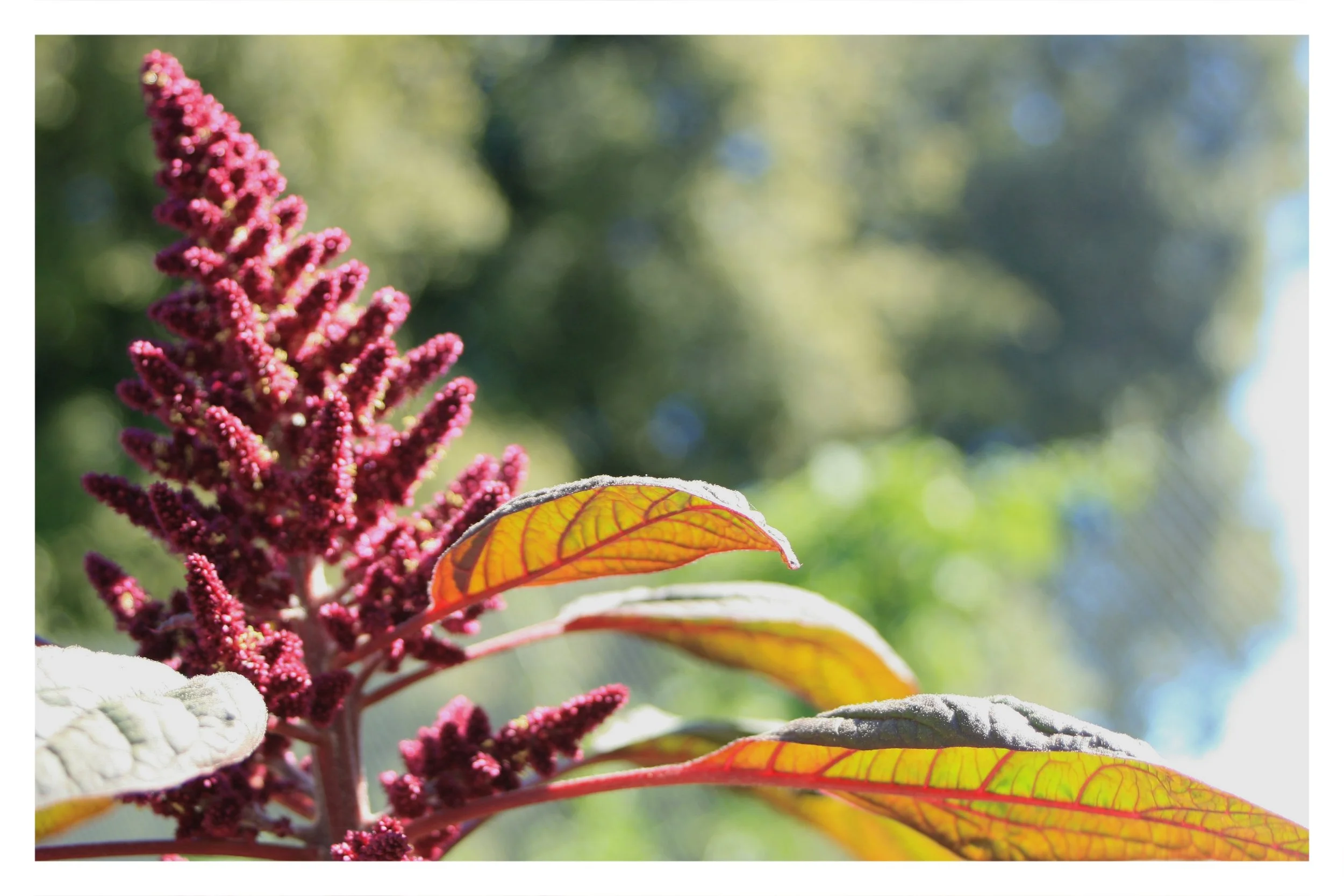 the gardens @ lake merritt - OAKLAND, CA - 2019