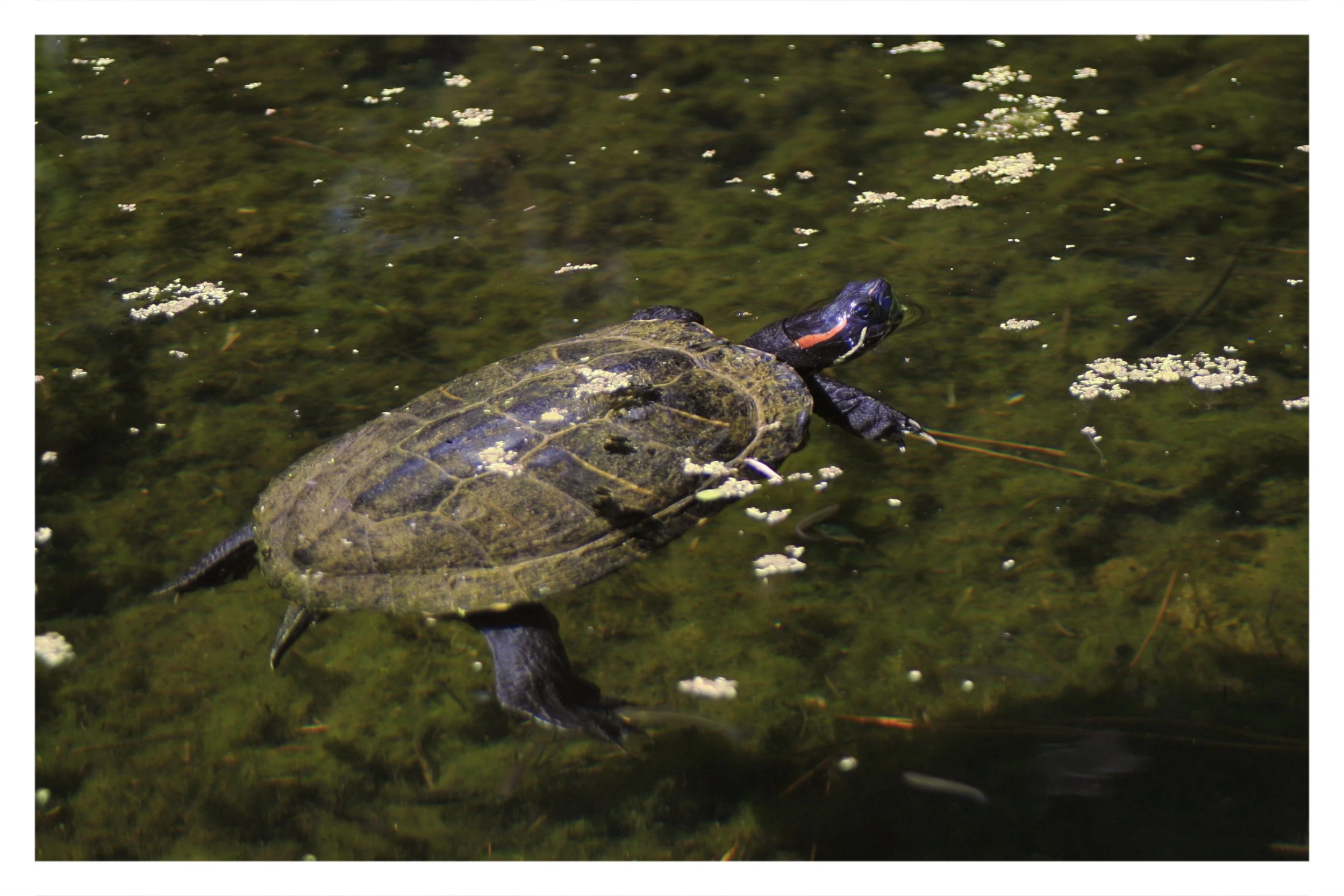 the gardens @ lake merritt - OAKLAND, CA - 2019