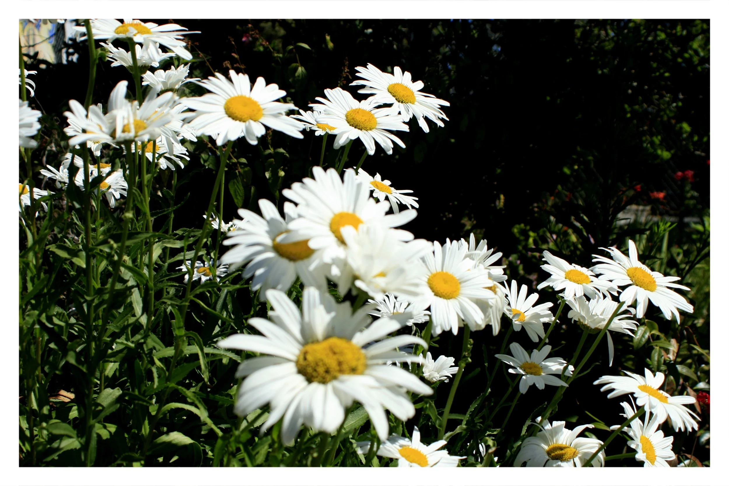 the gardens @ lake merritt - OAKLAND, CA - 2019