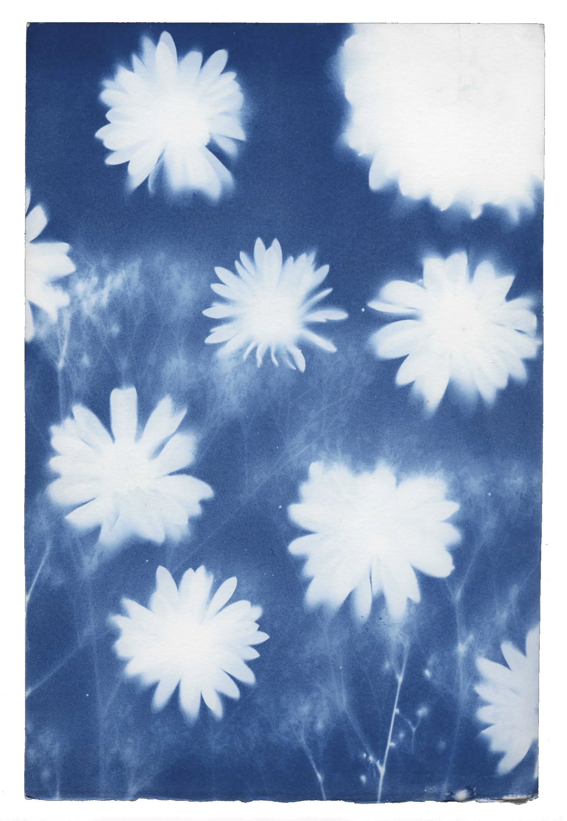 ‘daisy dollops’ 2016