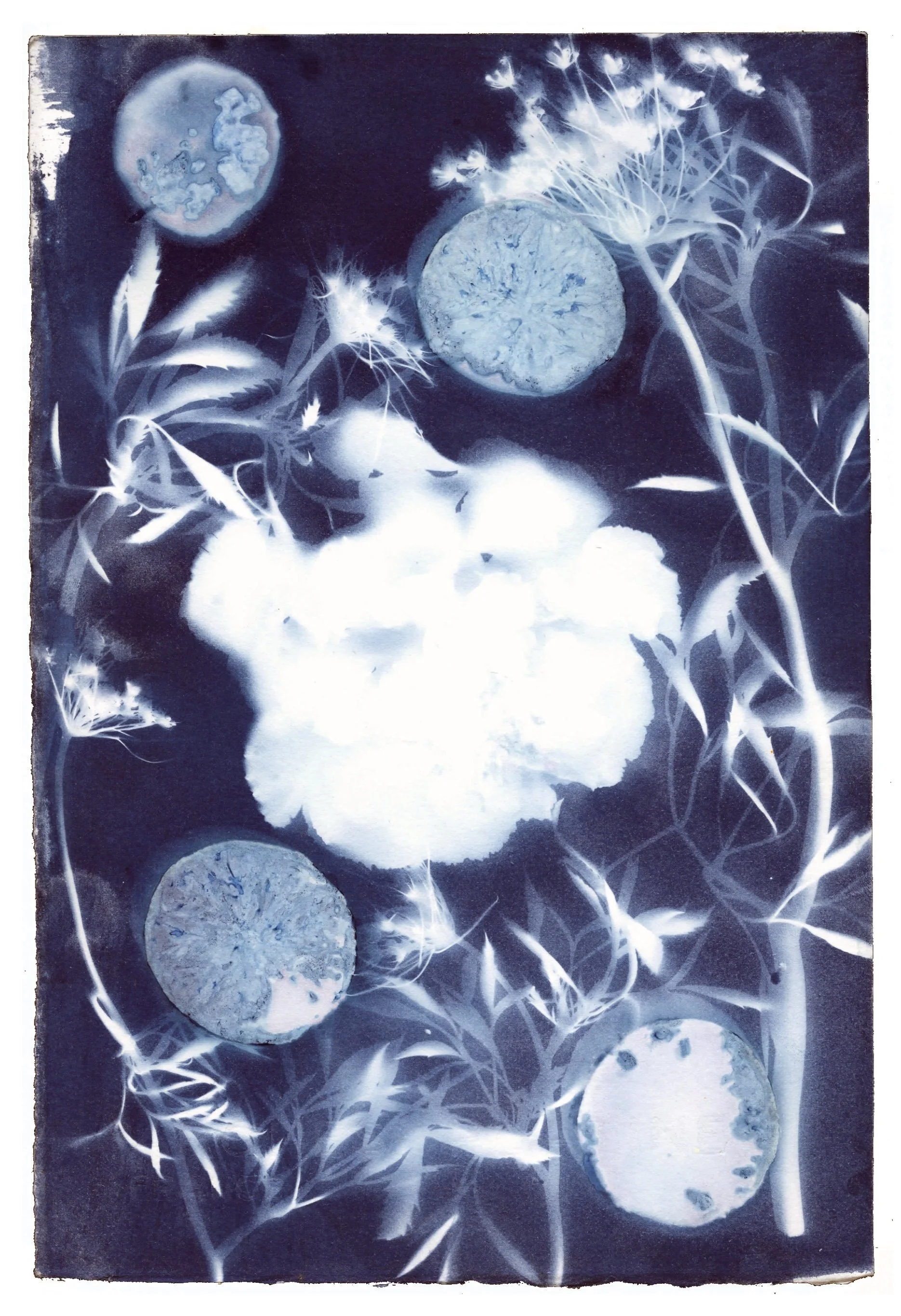 ‘solus prime’ 2016