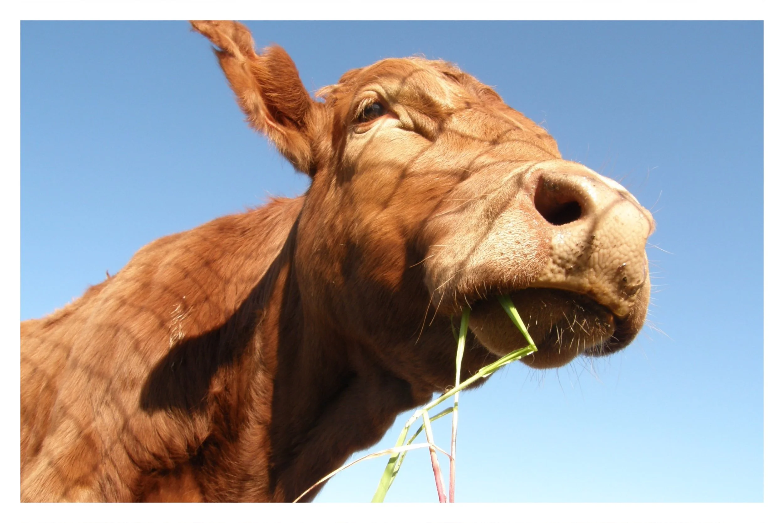 ELK GROVE, CA - 2010