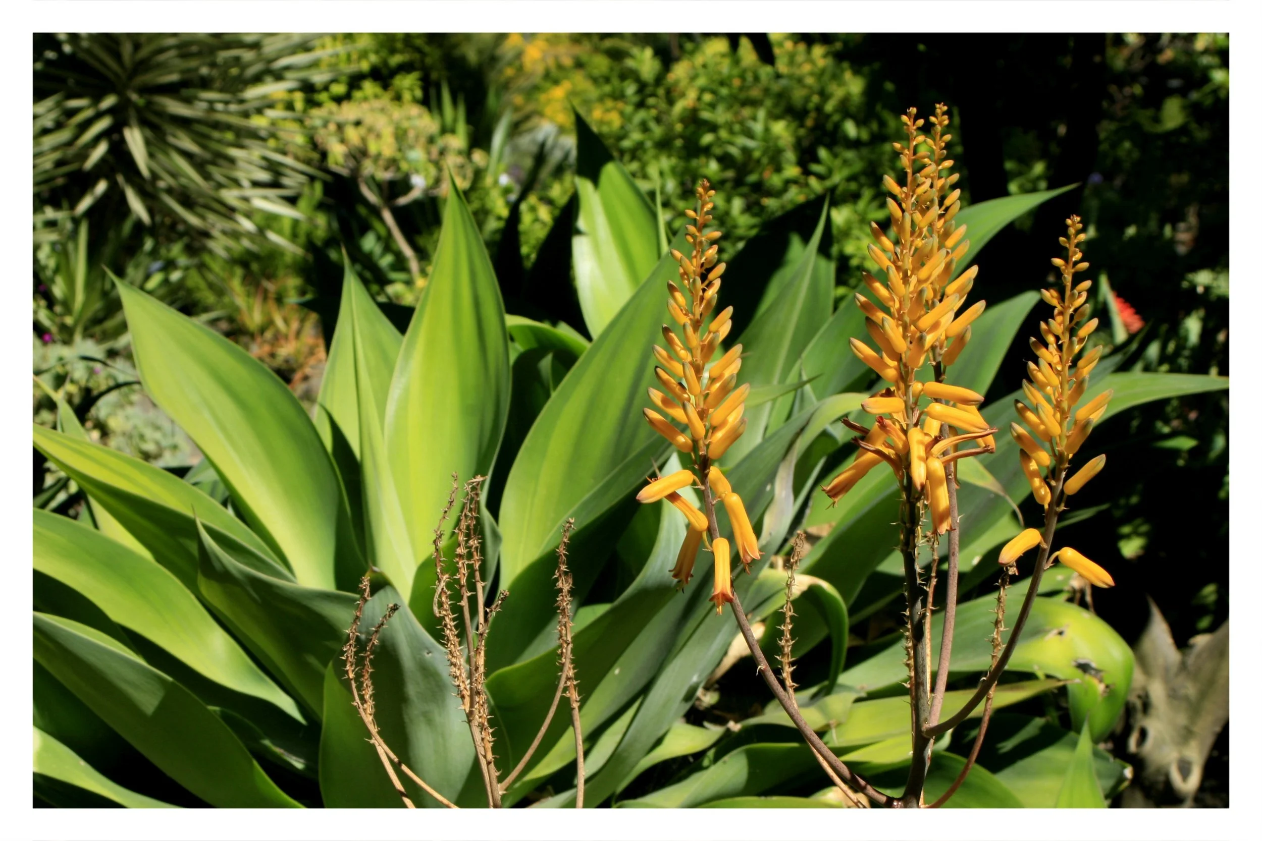 the gardens @ lake merritt - OAKLAND, CA - 2019