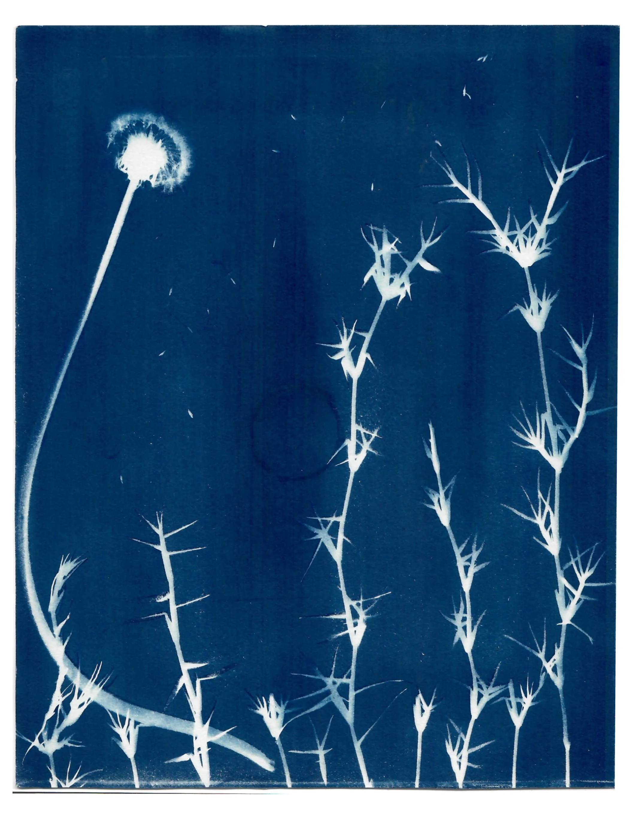 ‘gone with the weed’ 2022