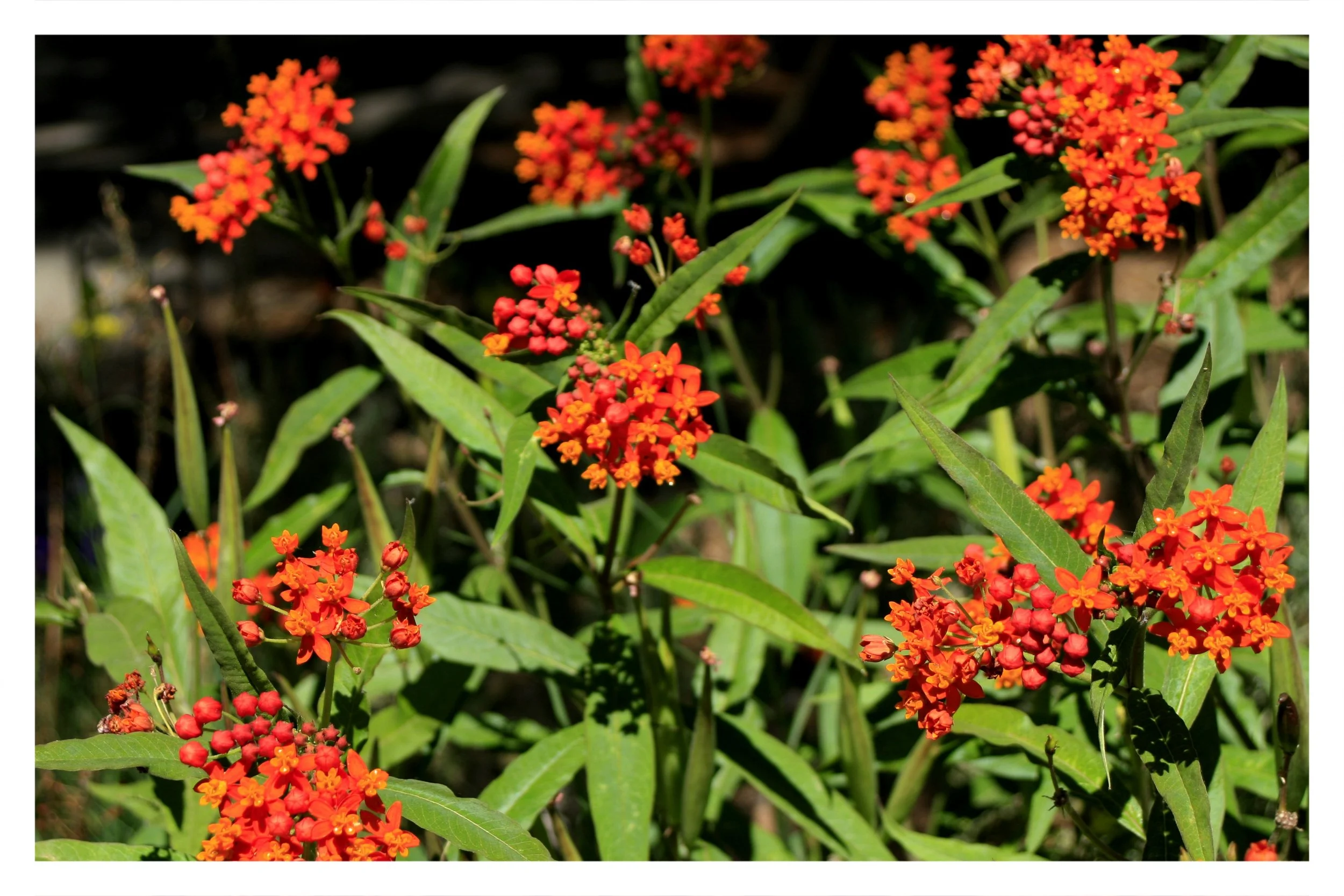 the gardens @ lake merritt - OAKLAND, CA - 2019