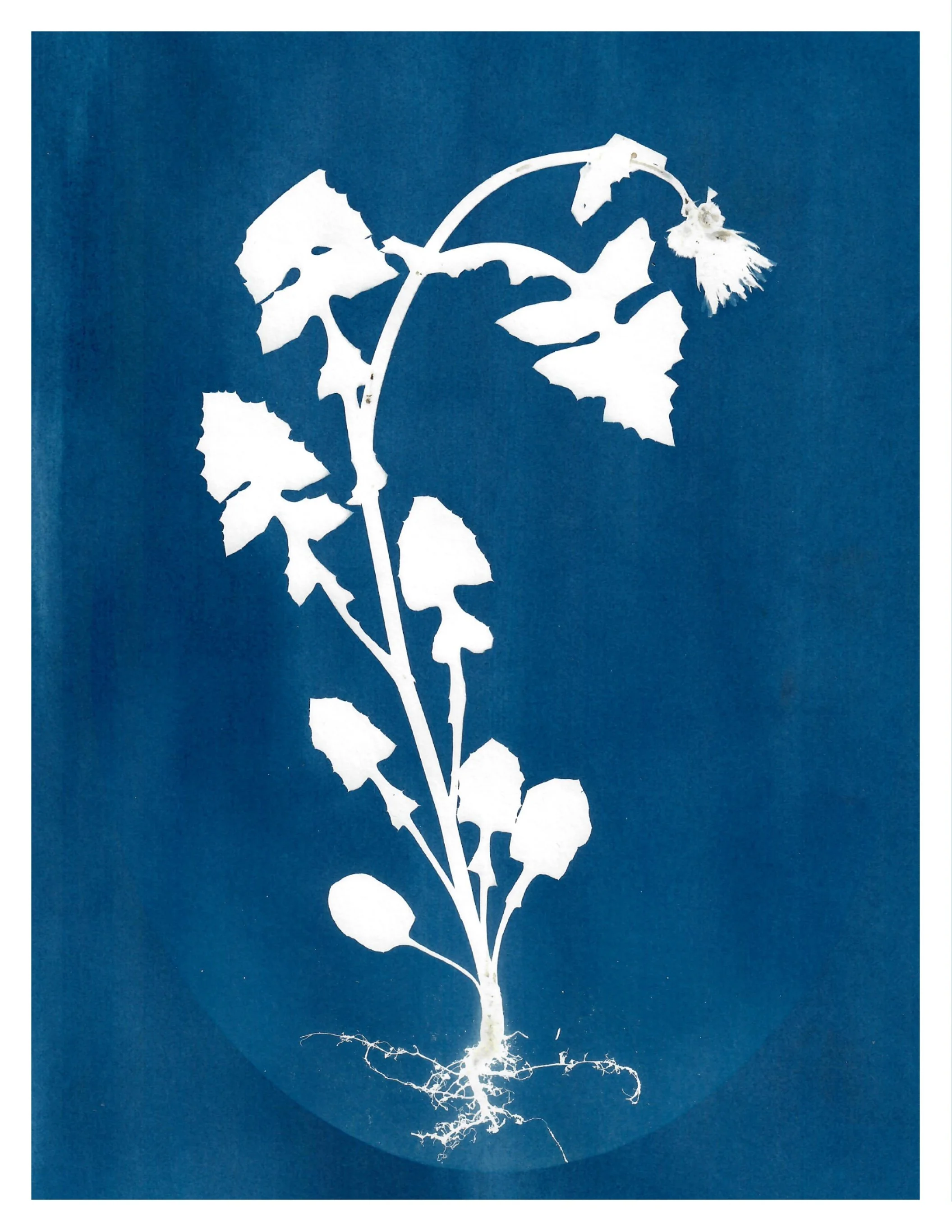 ‘case of the droops’ 2022