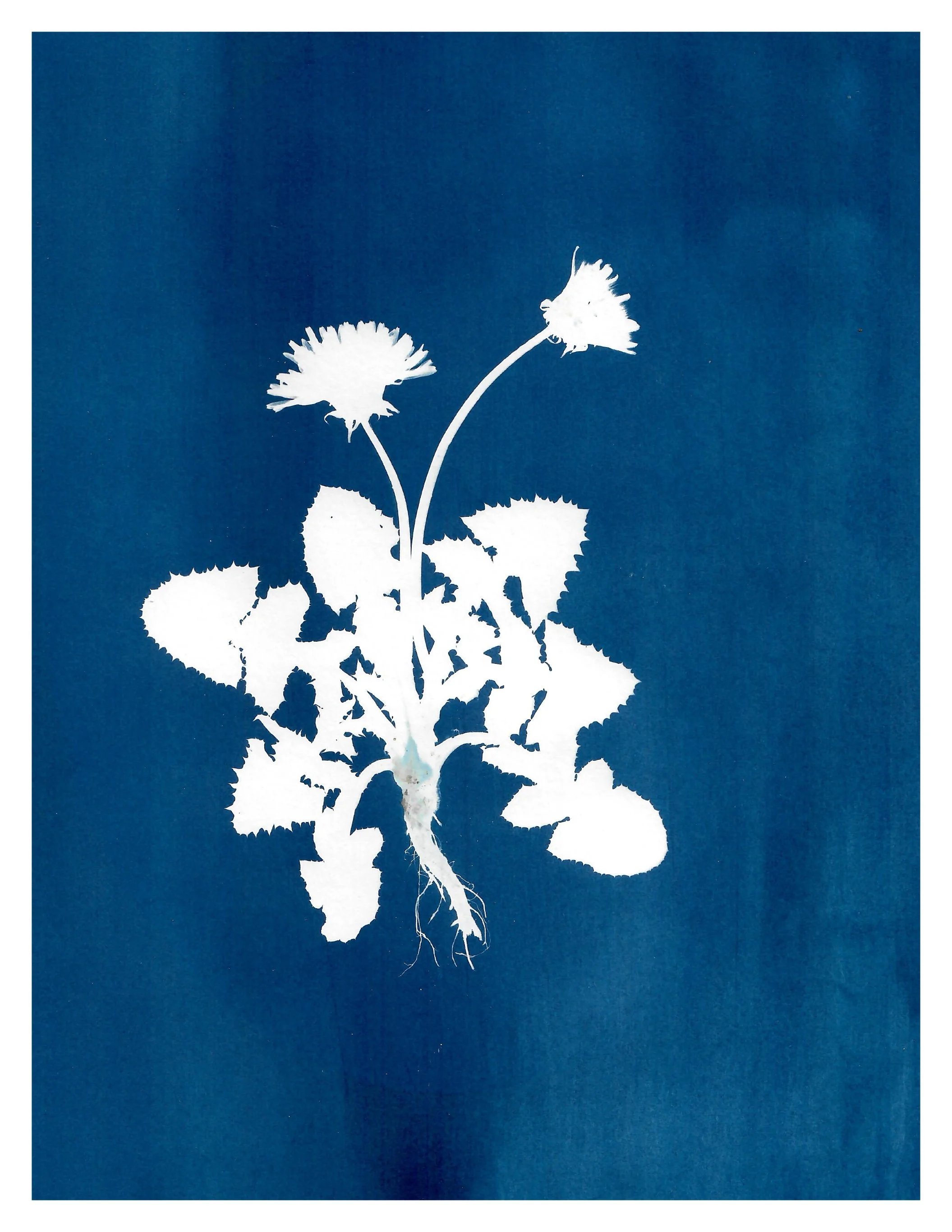 ‘death of a double-headed  dandelion’ 2022