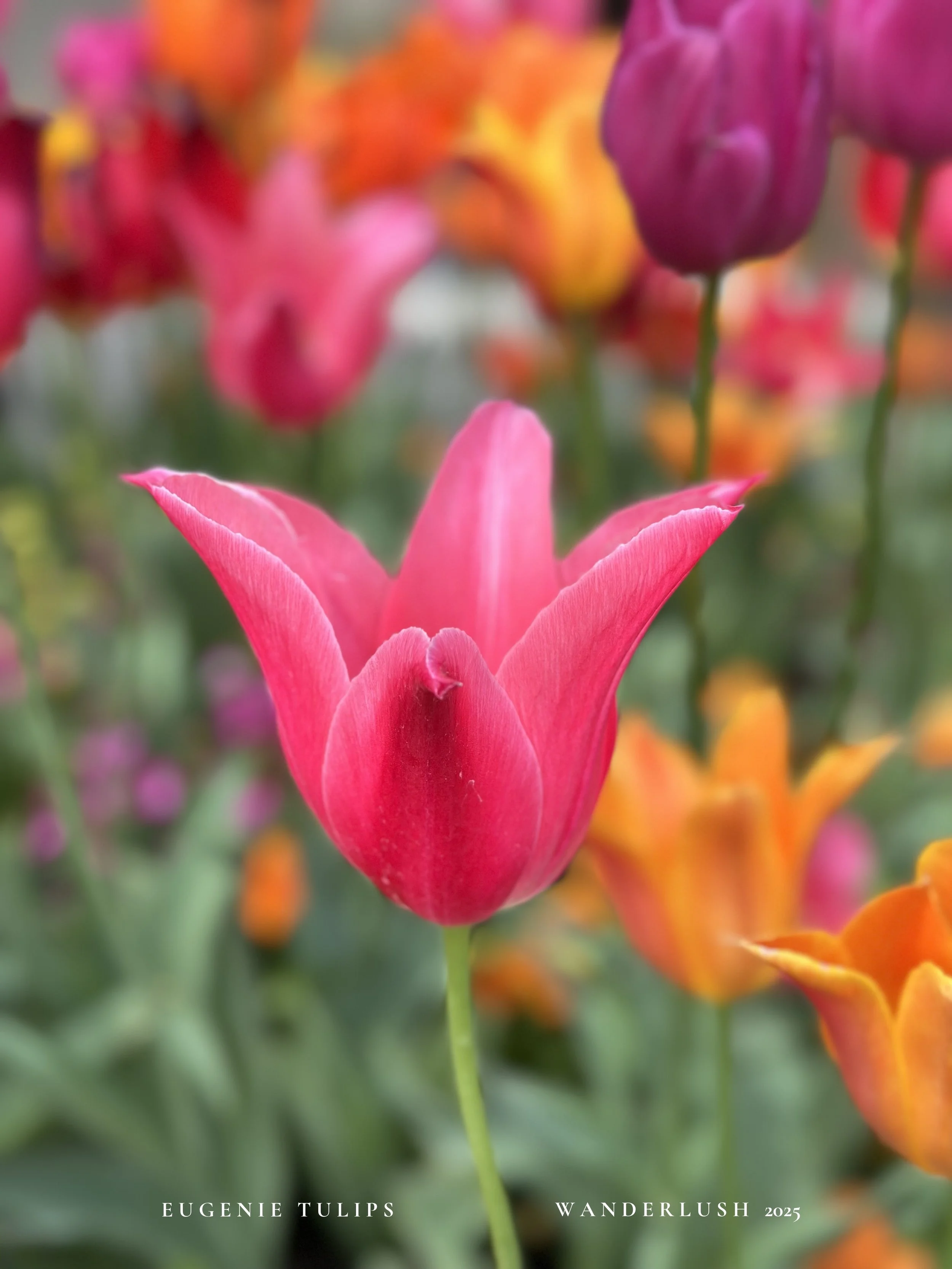 EugenieTulips-25.jpeg