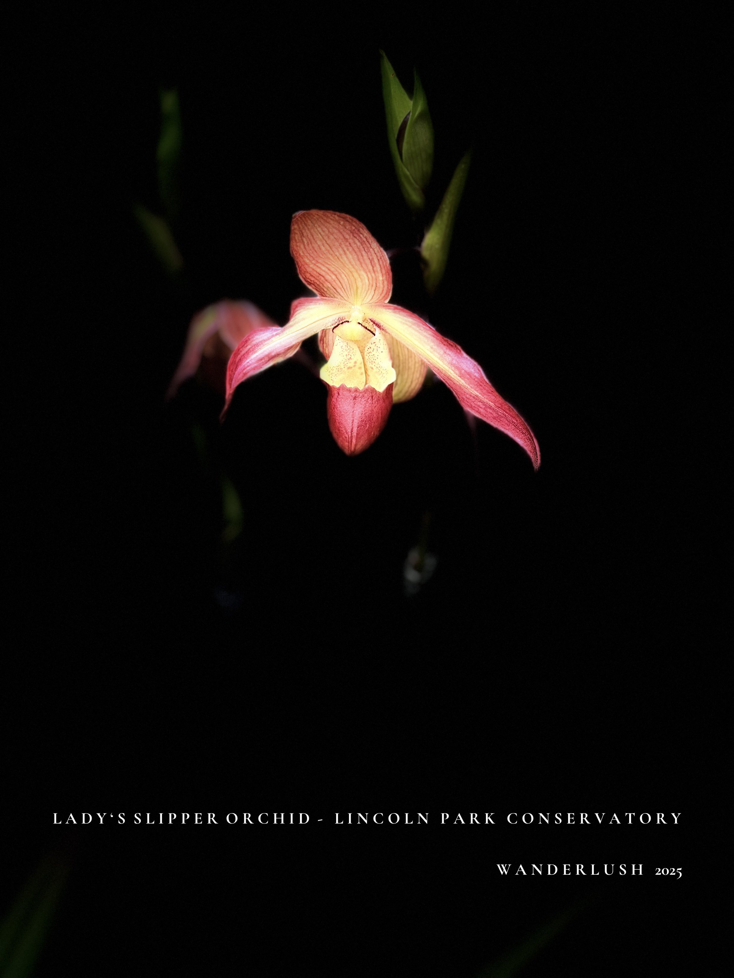 No. 04 LINCOLN PARK BOTANICALS