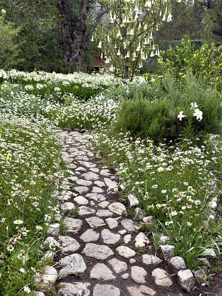 The 1,000 year old Lacuma Tree,  in a field of Lily of the Nile