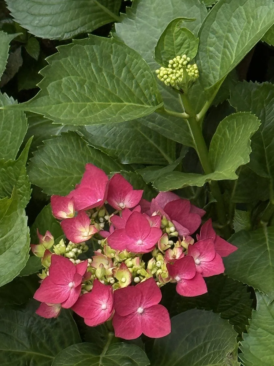 vhydrangea.jpeg
