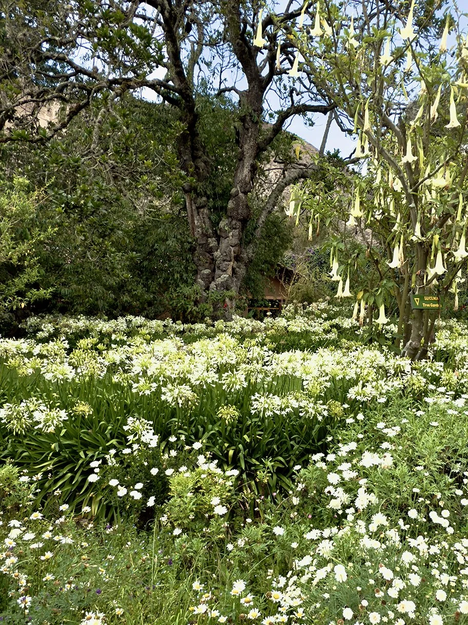 Knobby Lacuma tree with an Andean Trumpet flower nearby