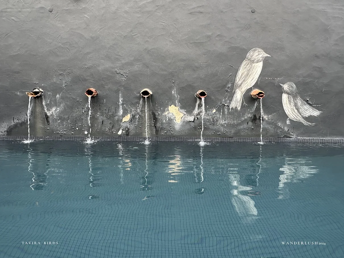 tavira-birds.JPG