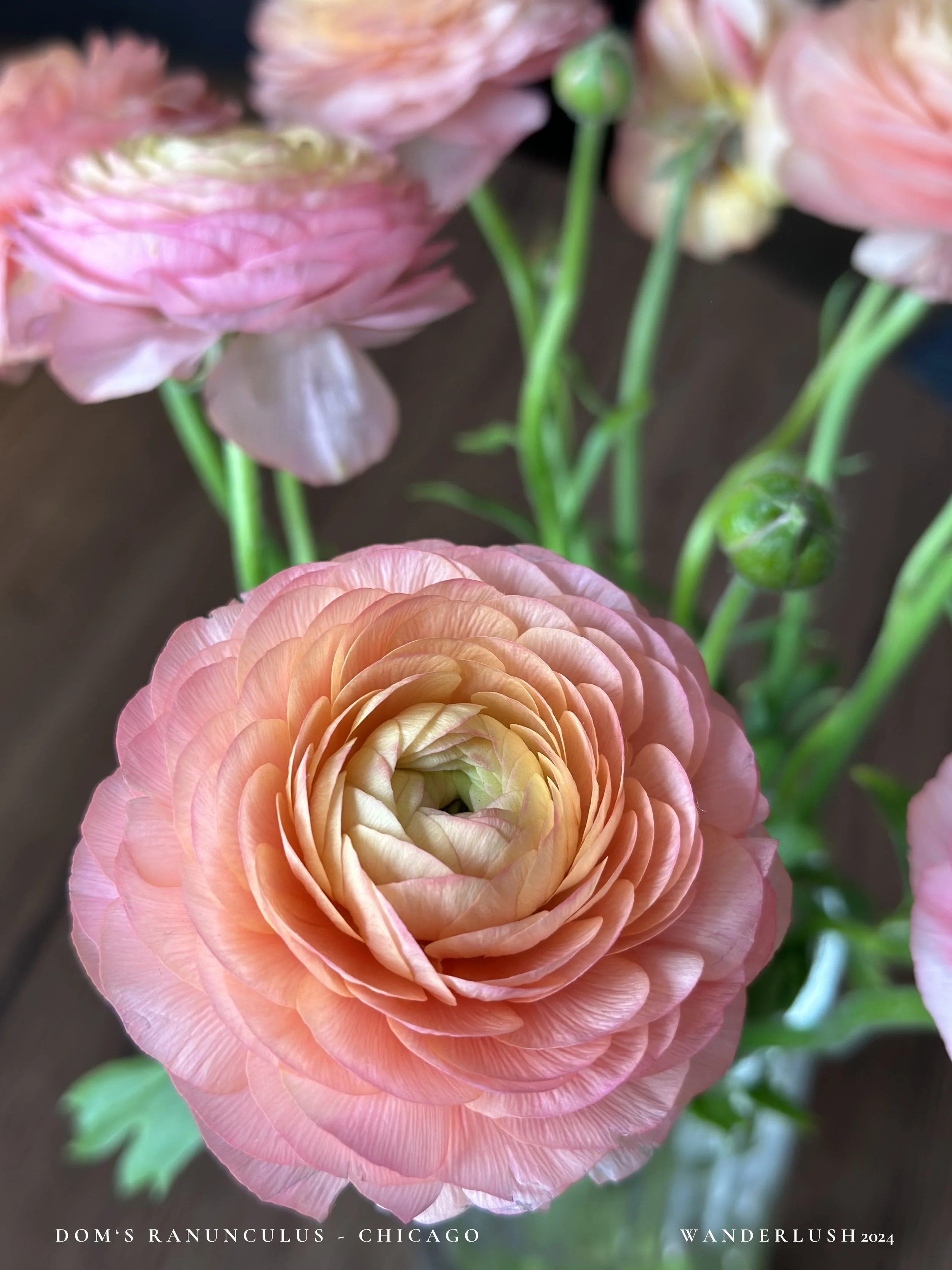 ranunculus.jpeg