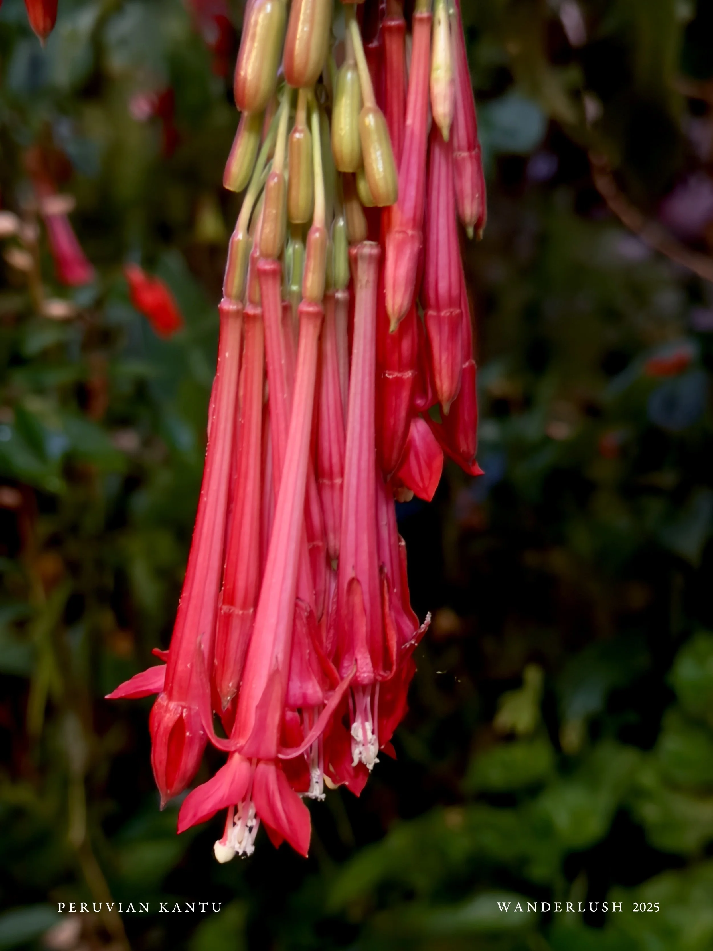 IMG_9705.jpeg