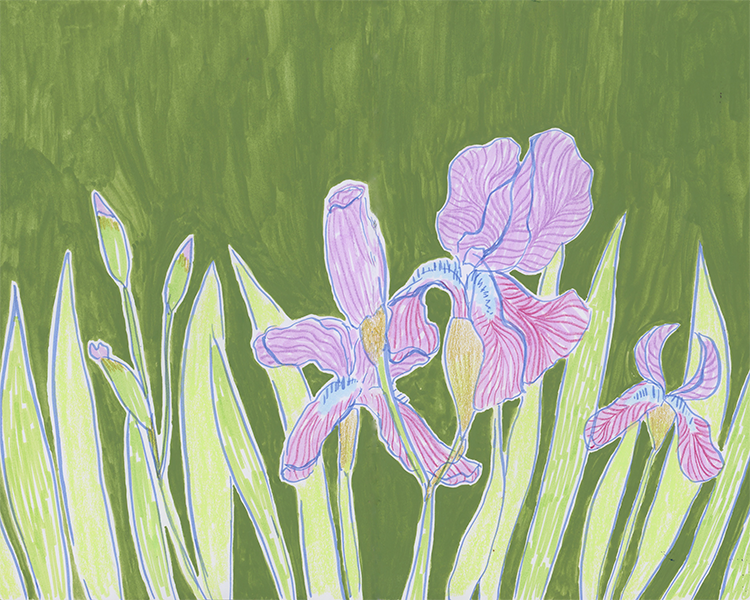 IRIS_FORWEB.png