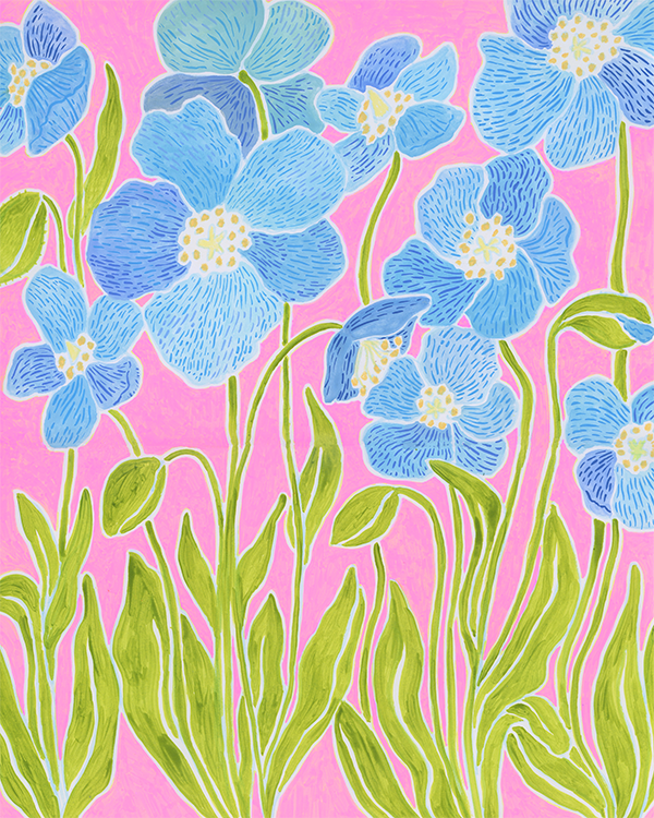 meconopsis_pink_8x10forweb1.png