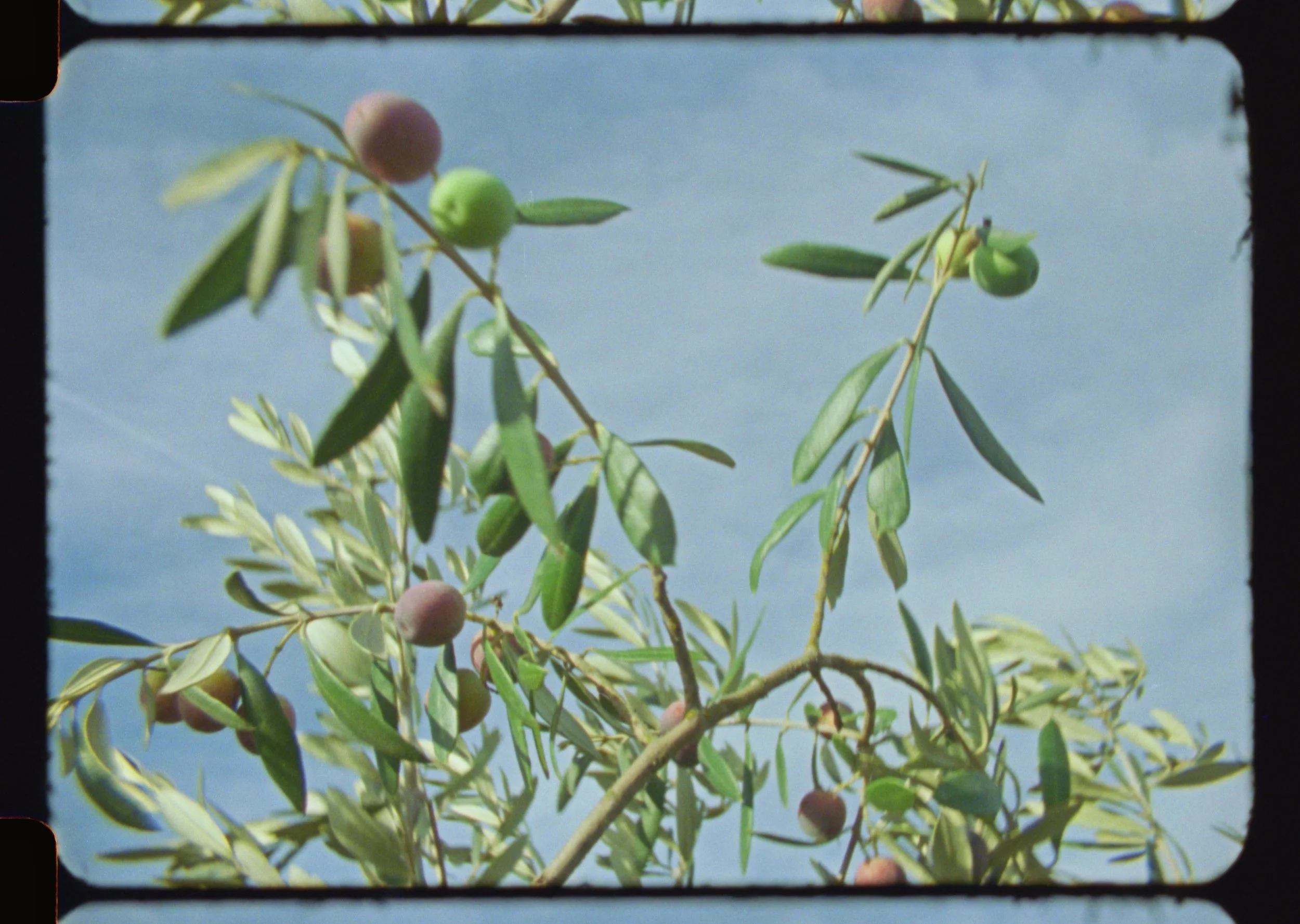 OR Farm Pics_2.50.1.jpg