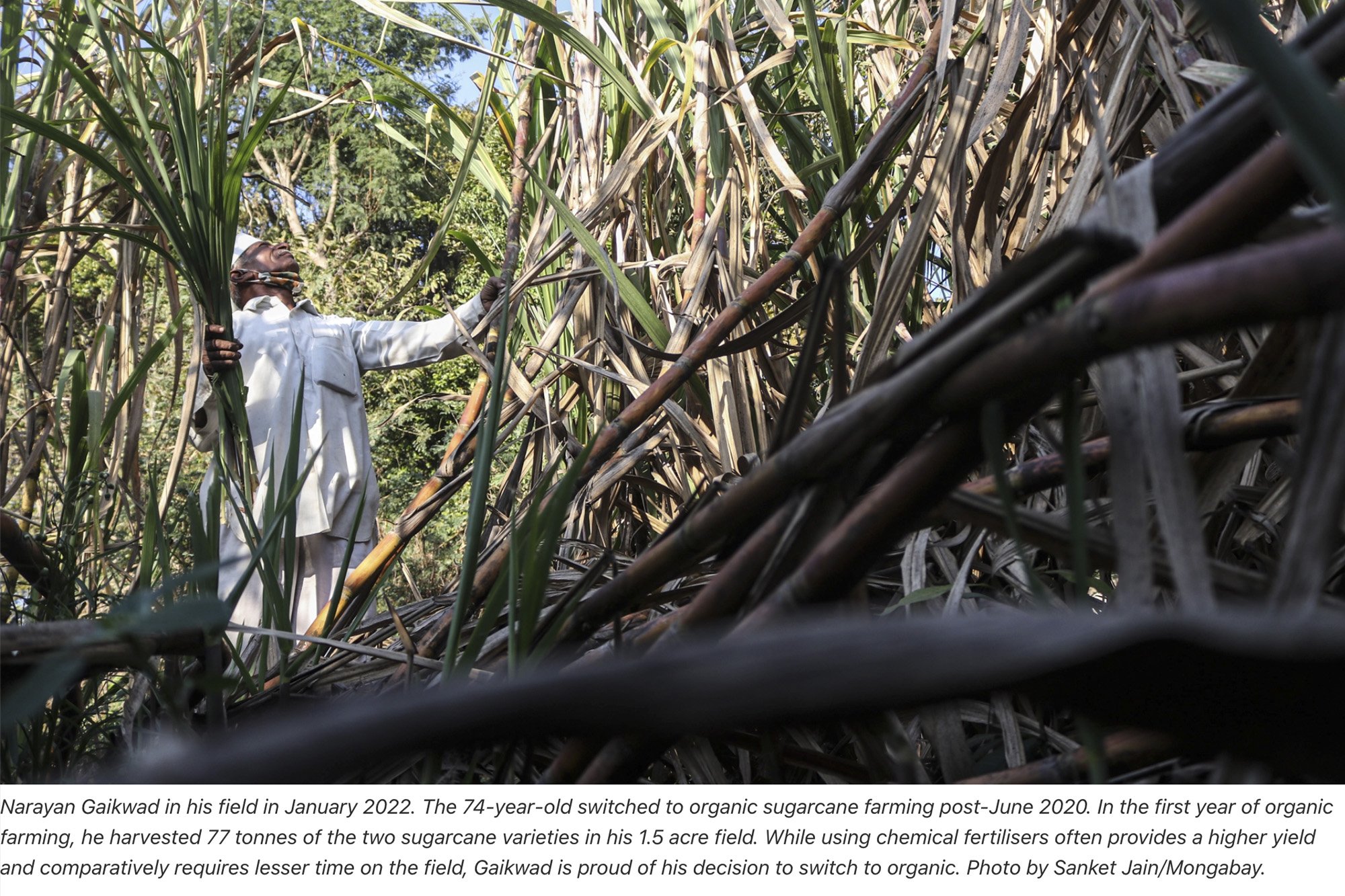 organic-sugarcane2.jpg