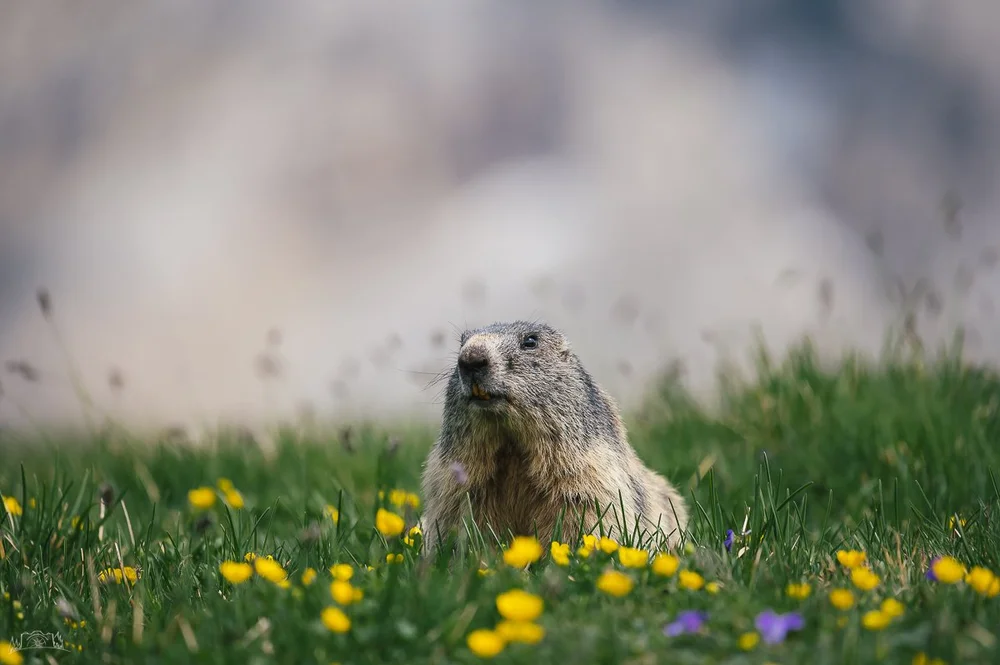 Silberhochzeit Manu&Mike-13.jpg